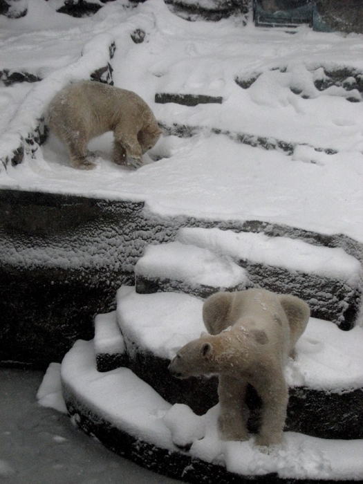Как радуются зиме обитатели николаевского зоопарка. ФОТОРЕПОРТАЖ