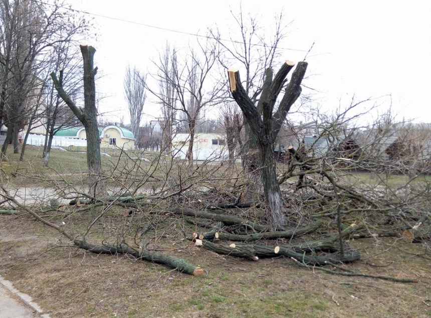 В Николаеве изуродовали очередной парк: под видом «обрезки веток» уничтожены деревья