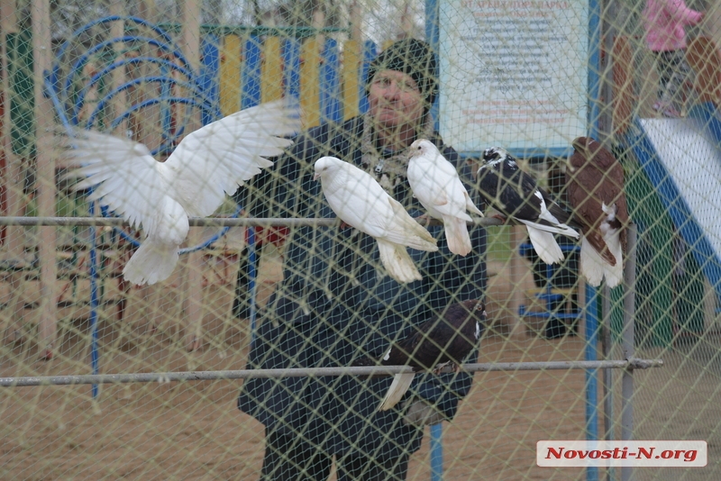 Пернато-пушистая радость: в Николаеве прошла выставка голубей и домашних питомцев