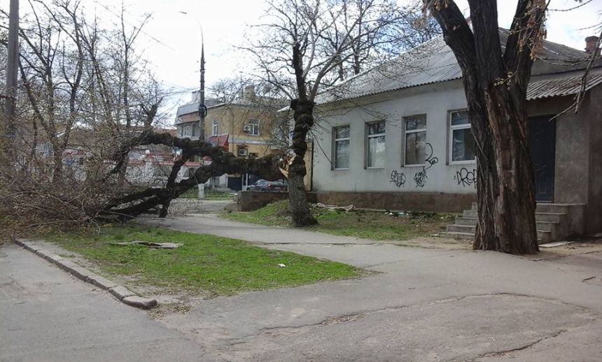 В центре Николаева на тротуар рухнуло дерево