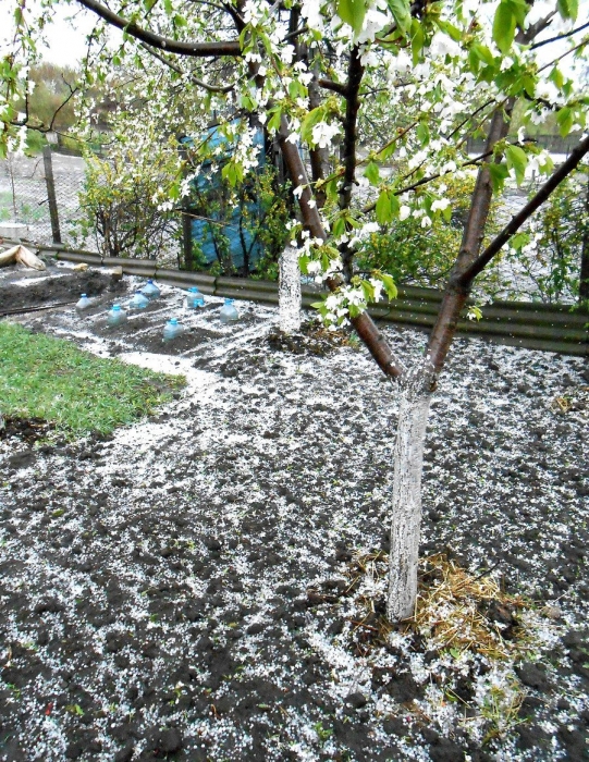 Непогода в Украине: в Вознесенске град побил рассаду и виногдад