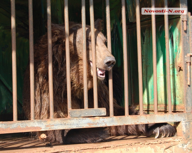 Депутаты хотят запретить въезд в Николаев циркам, в которых мучают животных