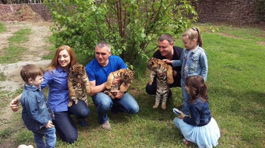 Мэр Николаева со своей семьей и замом Шевченко понянчились с маленькими тигрятами