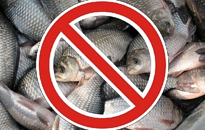 В Николаевской области могут на пять лет запретить промышленный вылов рыбы в Южном Буге