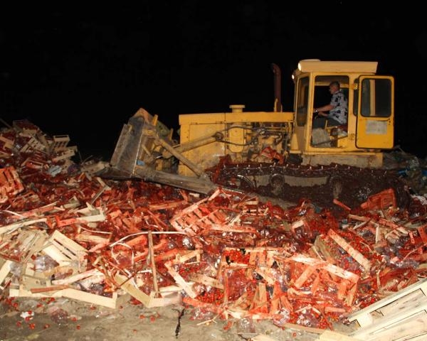 В России бульдозером раздавили 38 тонн украинской клубники