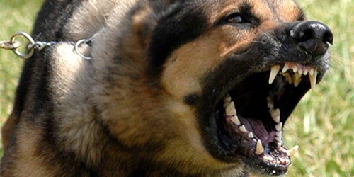 В Николаеве очередной случай нападения: бродячие собаки покусали парня