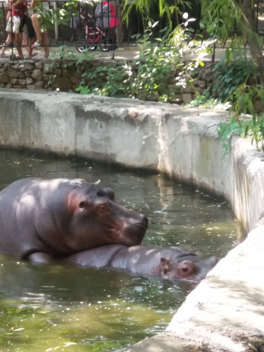В Николаевском зоопарке показали, как целуются бегемоты