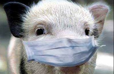 В Матвеевке и Терновке забьют более 150 здоровых свиней, чтобы не пустить африканскую чуму в Николаев