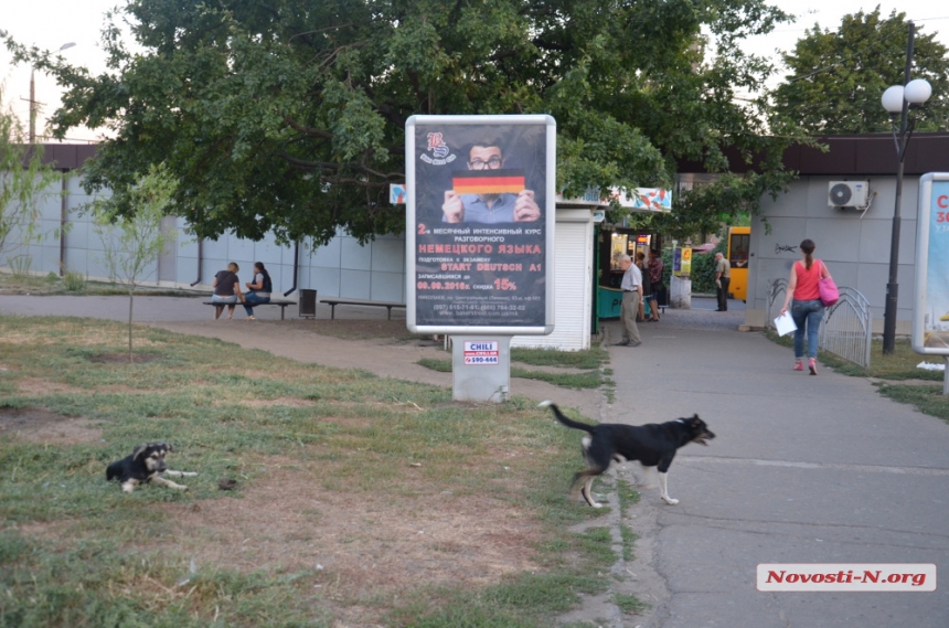 В Николаеве на главной улице обжилась стая нечипированных бродячих собак