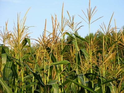 Китай отказывается от николаевской кукурузы из-за вредителей
