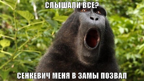 В соцсетях смеются над Сенкевичем, заявившем, что замом мэра может быть и обезьяна
