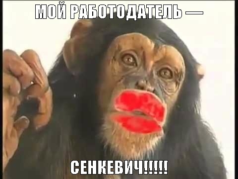 В соцсетях смеются над Сенкевичем, заявившем, что замом мэра может быть и обезьяна