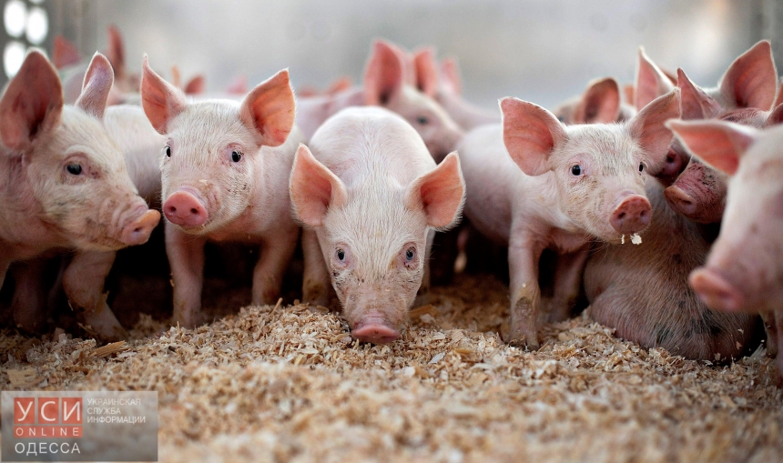 Вспышка АЧС в Одесской области: 2,5 тысячи свиней уйдут на убой