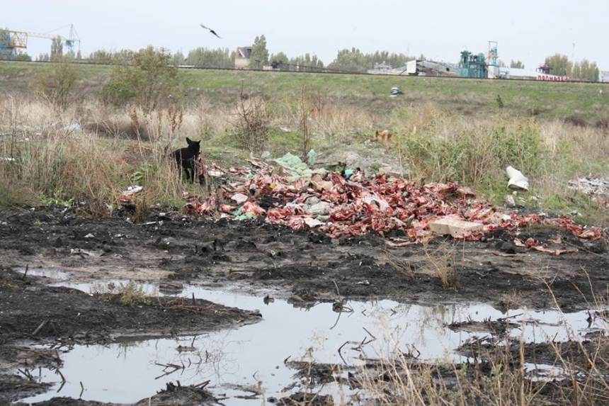 Сотни коровьих голов и тонны просроченных продуктов — активист показал стихийную свалку на окраине Николаева