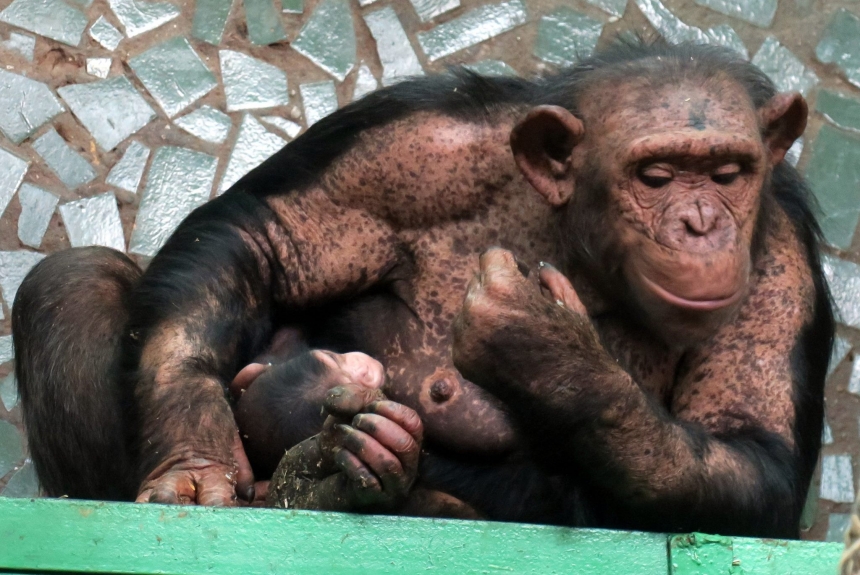 Директор Николаевского зоопарка показал фотографии шимпанзенка Шермана и его мамы