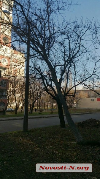 В Николаеве дерево висит на проводах прямо возле школы: коммунальщики в упор его не замечают