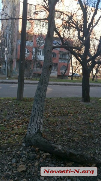 В Николаеве дерево висит на проводах прямо возле школы: коммунальщики в упор его не замечают