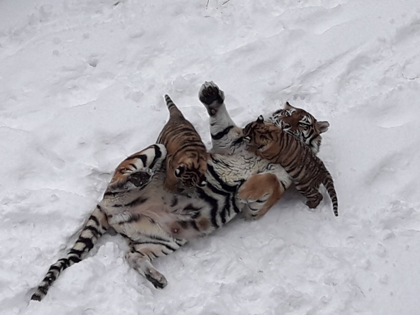 В Николаевском зоопарке показали, как тигры воспитывают своих малышей. ФОТО