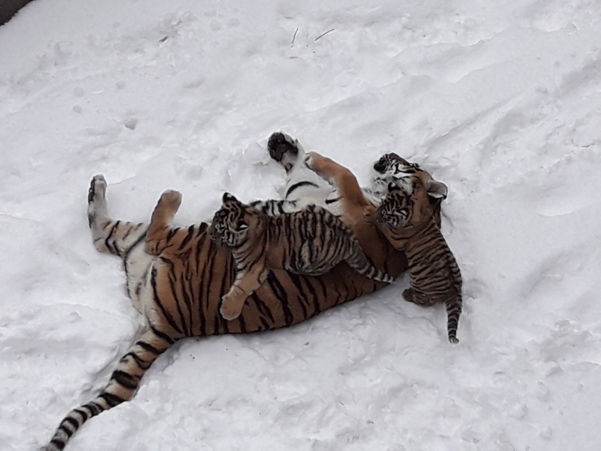 В Николаевском зоопарке показали, как тигры воспитывают своих малышей. ФОТО