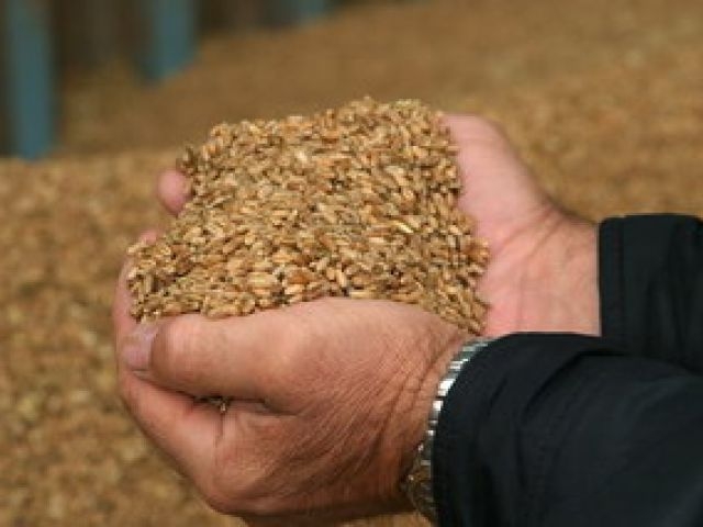 В опытном хозяйстве «Агрономия» украли 9 тонн семенного ячменя