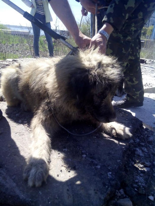 В Николаеве бездомного пса доставали из 8-ми метрового колодца. ФОТО