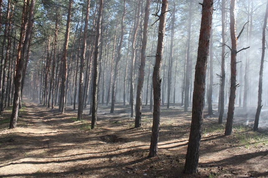 В Николаеве горел матвеевский лес. ФОТО