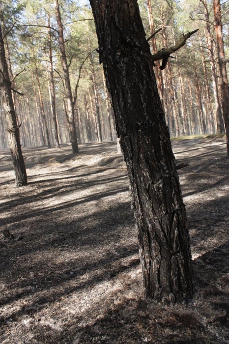 В Николаеве горел матвеевский лес. ФОТО