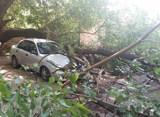 В Николаеве у стоматологии на автомобиль упало дерево