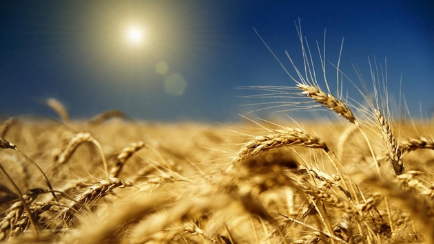 Европарламент одобрил повышение квот на ряд сельхозтоваров из Украины