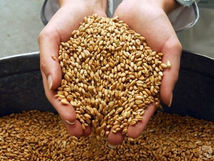На Николаевщине мужчина пытался украсть более 400 кг пшеницы с грузового поезда