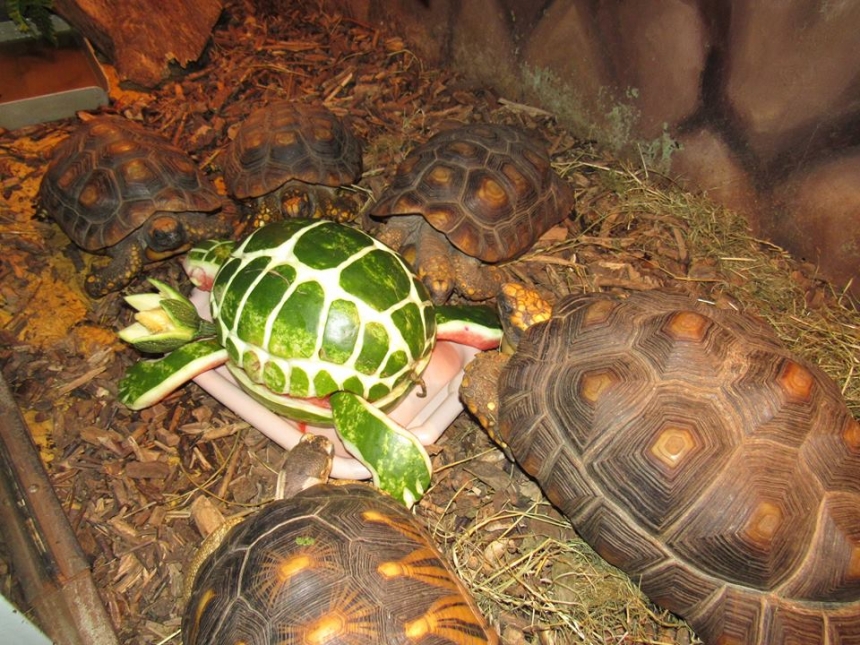 В Николаевском зоопарке с размахом отпраздновали день рождения черепашек