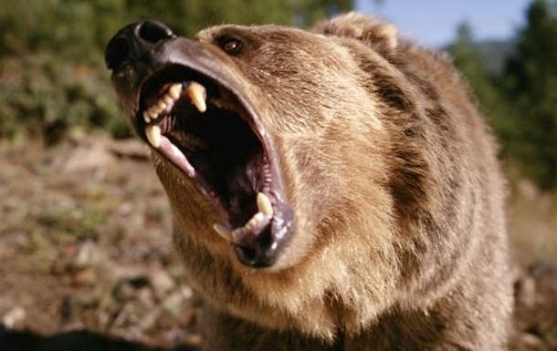 В России медведь откусил руку пьяному посетителю кафе. ВИДЕО