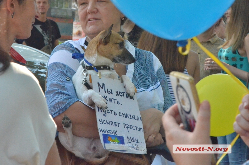 Как в Николаеве пикет против эвтаназии животных проходил: ФОТОРЕПОРТАЖ 