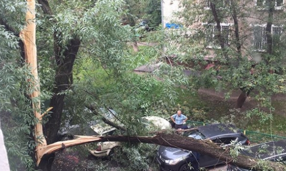 В Москве ураган повалил более 150 деревьев, травмированы девять человек