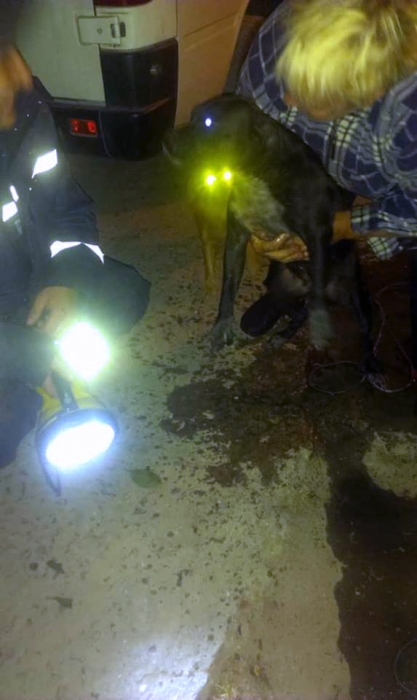 На Николаевщине спасатели доставали собаку из глубокого колодца