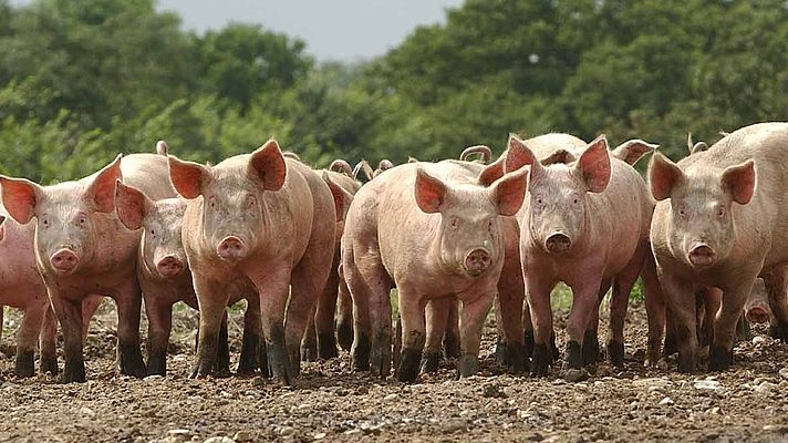 В Украине выявили новый случай африканской чумы свиней