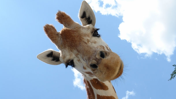 В Николаевском зоопарке весной приобретут жирафов