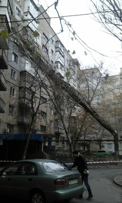 В Николаеве огромный сухой тополь рухнул на дом
