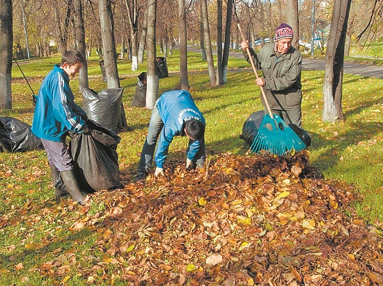 Администрация Центрального района готова заплатить почти 4 млн.грн за уборку листьев