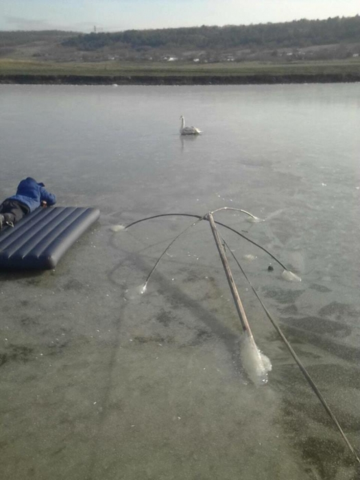 На Николаевщине освободили примерзшего ко льду лебедя