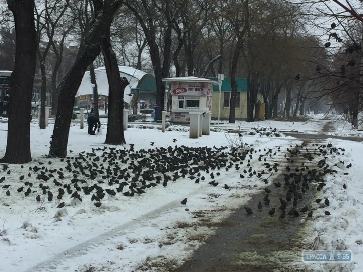 В Одесской области нашествие голодных скворцов. ВИДЕО