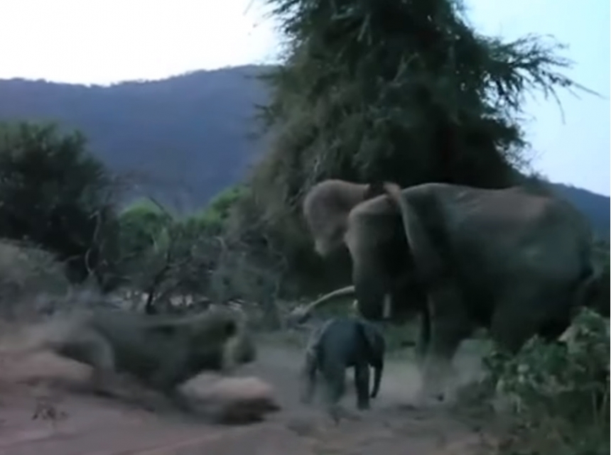 Слониха защищает своего малыша от напавшего льва. ВИДЕО