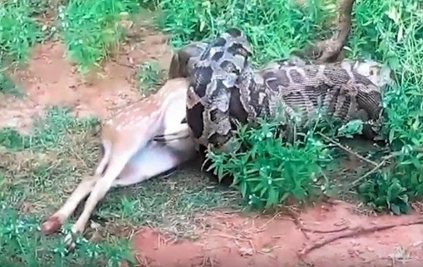 На Шри-Ланке четырехметровый питон проглотил оленя. ВИДЕО