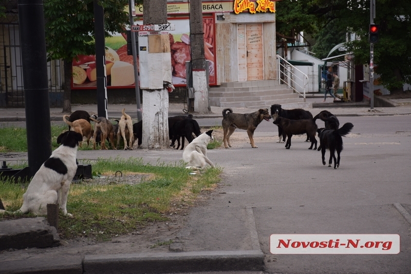«Оккупировали наш город»: николаевцы жалуются на бродячих собак