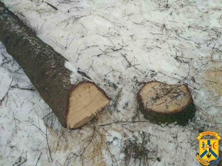 На Николаевщине из-за повышения цены на газ вырубают деревья в парке 