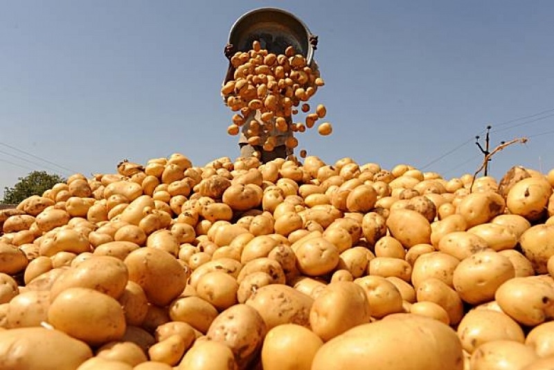 В 2019 году в Украине существенно подорожает картофель