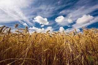 Оглашен прогноз урожая зерна в Украине на этот год