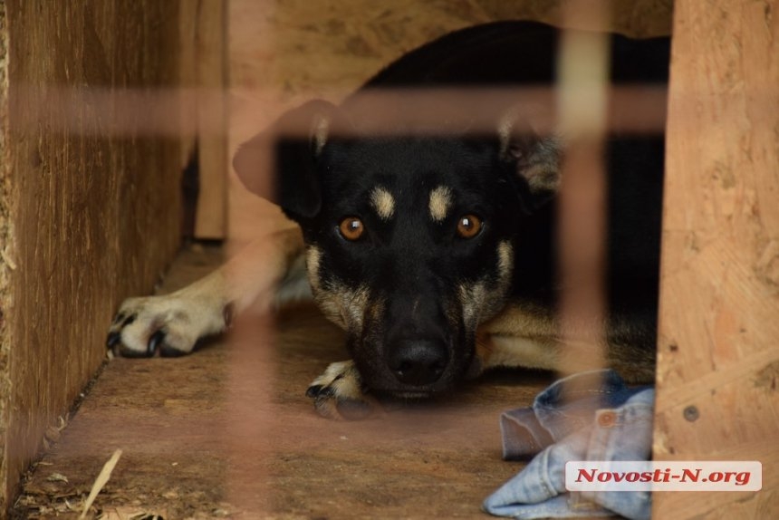 У ещё одной бездомной собаки нашли сердечный глист — в Николаеве началась эпидемия?