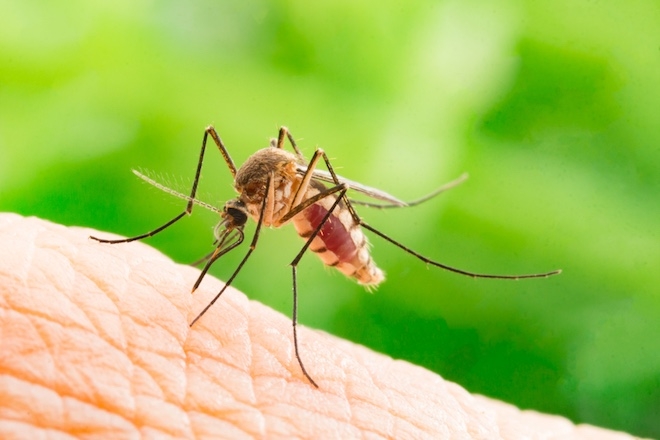 Ученые выяснили, какая песня лучше всего отпугивает комаров