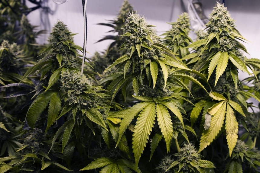 В Раде зарегистрировали законопроект о легализации марихуаны